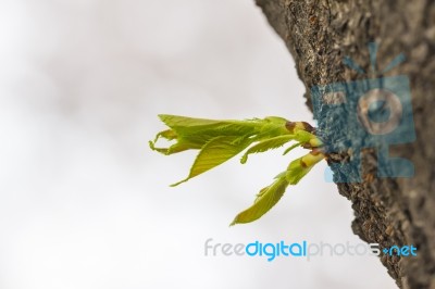 Green Sprout Growing From Tree In Horizontal Stock Photo