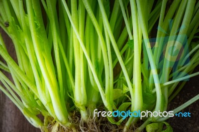 Green Stems And Roots Of Basil Close Up Stock Photo