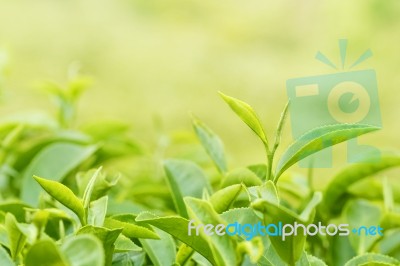 Green Tea Bud And Fresh Leaves. Tea Plantations Stock Photo