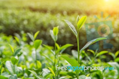 Green Tea Bud And Leaves. Green Tea Plantations And Sunny In Morning Stock Photo