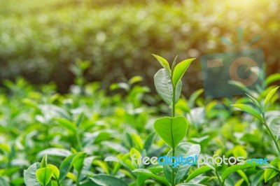 Green Tea Bud And Leaves. Green Tea Plantations And Sunny In Morning Stock Photo