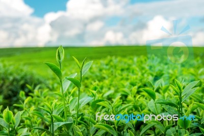 Green Tea Bud And Leaves. Green Tea Plantations In Morning Stock Photo