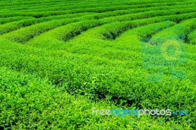 Green Tea Bud And Leaves. Green Tea Plantations In Morning. Nature Background Stock Photo