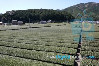 Green Tea Farm Stock Photo