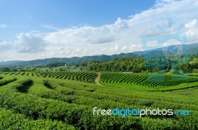 Green Tea Farm Stock Photo