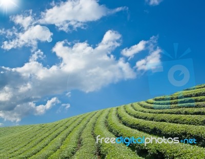 Green Tea Farm On A Hillside Stock Photo