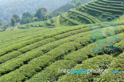 Green Tea Farm On A Hillside Stock Photo