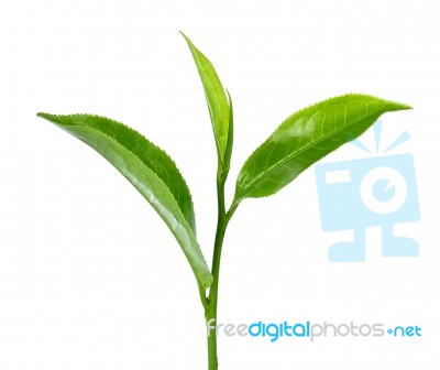 Green Tea Leaf Isolated On The White Background Stock Photo