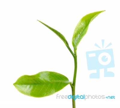 Green Tea Leaf Isolated On The White Background Stock Photo