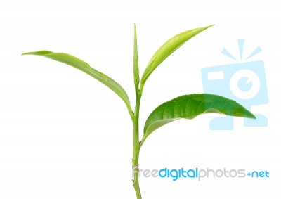 Green Tea Leaf Isolated On The White Background Stock Photo