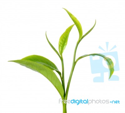 Green Tea Leaf Isolated On The White Background Stock Photo