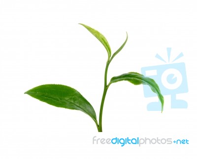 Green Tea Leaf Isolated On White Background Stock Photo