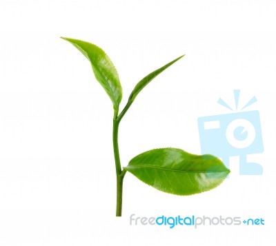 Green Tea Leaf Isolated On White Background Stock Photo