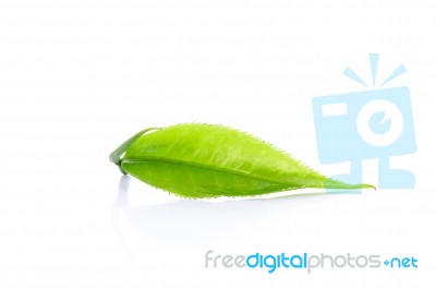 Green Tea Leaf Isolated On White Background Stock Photo