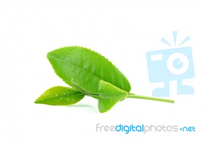 Green Tea Leaf Isolated On White Background Stock Photo