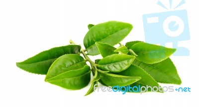 Green Tea Leaf Isolated On White Background Stock Photo