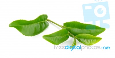 Green Tea Leaf Isolated On White Background Stock Photo