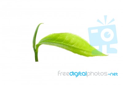 Green Tea Leaf Isolated On White Background Stock Photo