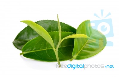 Green Tea Leaf Isolated On White Background Stock Photo