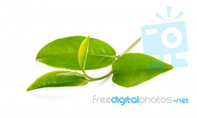 Green Tea Leaf Isolated On White Background Stock Photo