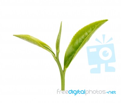 Green Tea Leaf Isolated On White Background Stock Photo