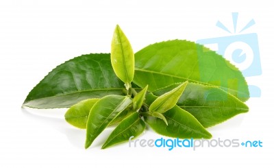 Green Tea Leaf Isolated On White Background Stock Photo