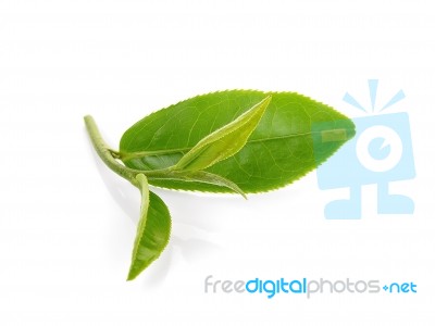 Green Tea Leaf Isolated On White Background Stock Photo