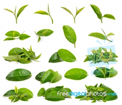 Green Tea Leaf Isolated On White Background Stock Photo