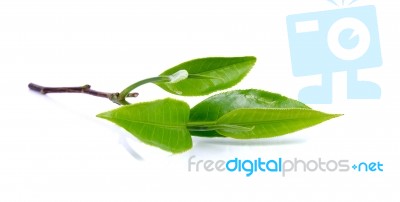 Green Tea Leaves Isolated On The White Background Stock Photo