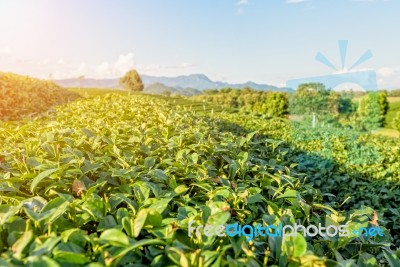 Green Tea Plantation Stock Photo