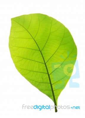 Green Teak Leaf Isolated On White Background Stock Photo