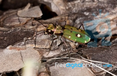 Green Tiger Beetle Stock Photo