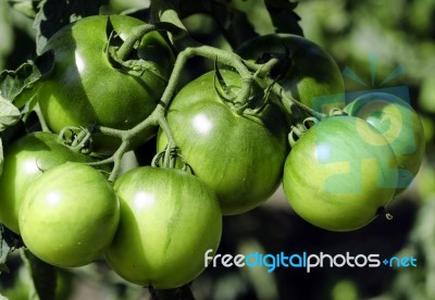 Green Tomatoes Stock Photo