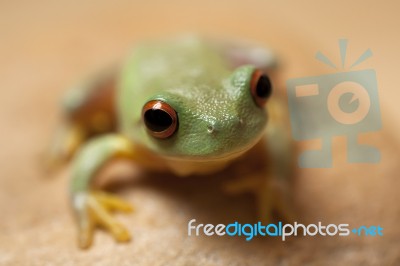 Green Tree Frog Stock Photo