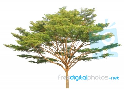 Green Tree Isolated On White Background Stock Photo