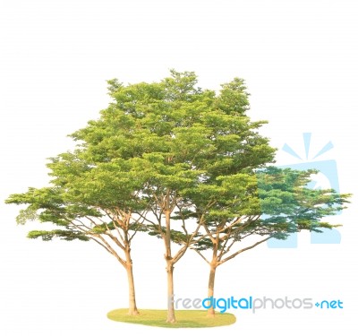 Green Tree Isolated On White Background Stock Photo