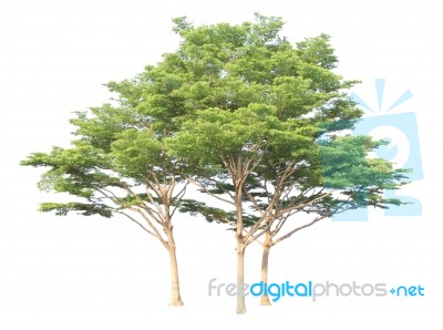 Green Tree Isolated On White Background Stock Photo