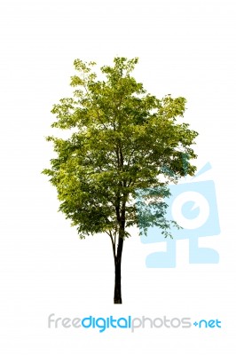 Green Tree On A White Background Stock Photo