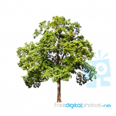 Green Tree On White Background Stock Photo