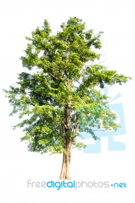 Green Tree On White Background Stock Photo