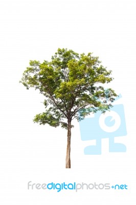 Green Tree On White Background Stock Photo