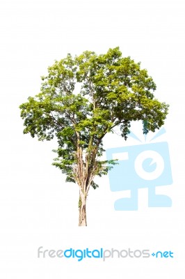 Green Tree On White Background Stock Photo