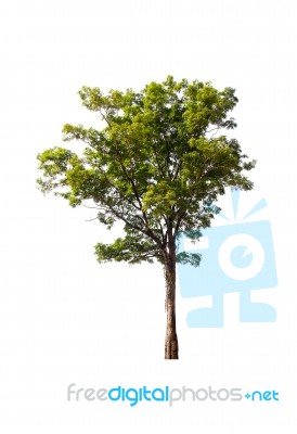 Green Tree On White Background Stock Photo