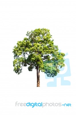 Green Tree On White Background Stock Photo