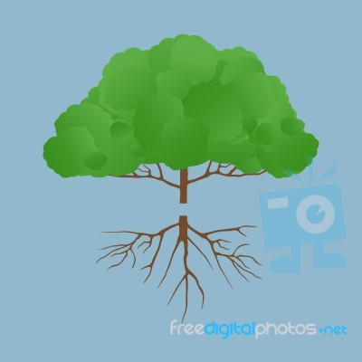 Green Tree With Root Stock Image