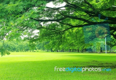 Green Trees In Park Stock Photo