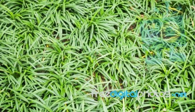 Green Tropical Plant In The Garden Stock Photo