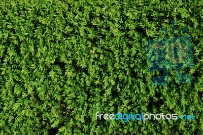 Green Turf Background Stock Photo