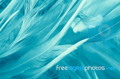 Green Turquoise Vintage Color Trends Chicken Feather Texture Background Stock Photo