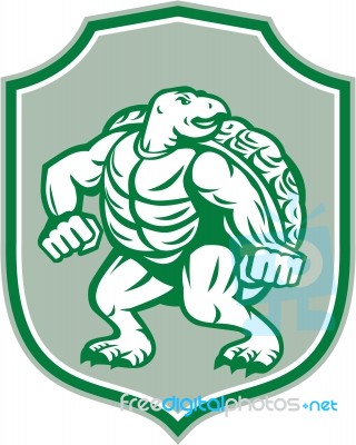 Green Turtle Fighter Mascot Shield Retro Stock Image